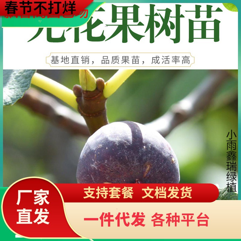 一件代发无花果树果苗波姬红无花果盆栽地栽带土庭院特大无花果苗