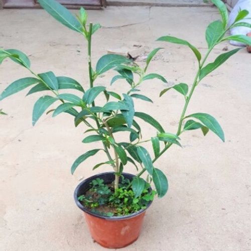 당년에 꽃이 피기 위해 가지가 갈라진 3년생 모종을 특별 가격으로 판매합니다.