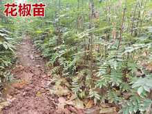 大红袍树苗 青椒树苗种植 小苗价格 占地果树