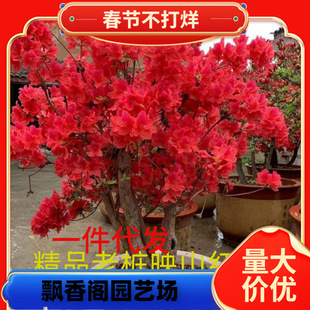 �p��ӳɽ�t�Ϸ������Nֲ���箔���_��ë���N���Ϸ������Nֲӳɽ�t