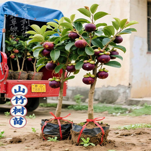 ɽ��������ڟo��ɽ������Ϸ������Nֲ�ļ�ͥԺ���Ե��Ԯ���Y��