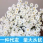居家小清新小雏菊干花花束
