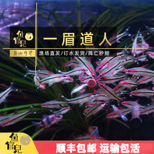 鱼官儿一眉道人鱼观赏鱼黑影道人中型群游鱼草缸热带淡水灯科鱼