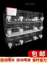 现货包邮鸽子笼家用用品12位养殖信鸽配对肉鸽繁殖鸽笼养殖笼