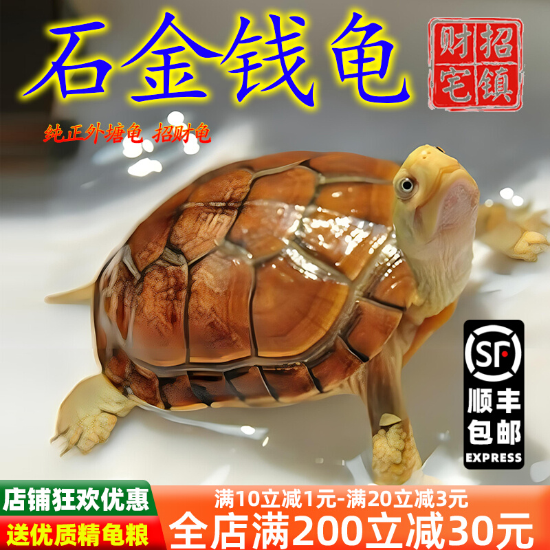纯种越南石金钱龟苗网红小乌龟活物小青龟宠物龟观赏龟王八戒姐姐
