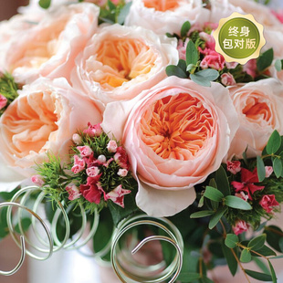 Sirius Rose Juliet Austin Multi-Season Shrub Courtyard Terrace Plant Rose Flower Potted Ground Planting