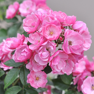 Recommended Vine Rose Angela Classic Climbing Climbing Four Seasons Blooming Rose Seedlings with Abundant Flowers and Frequent Flowers in Many Seasons