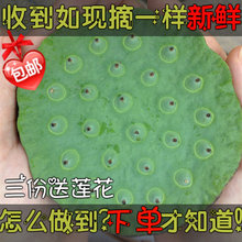 现货现发甜嫩鲜莲蓬新鲜莲子米孕妇水果当天现摘生吃带杆产莲米