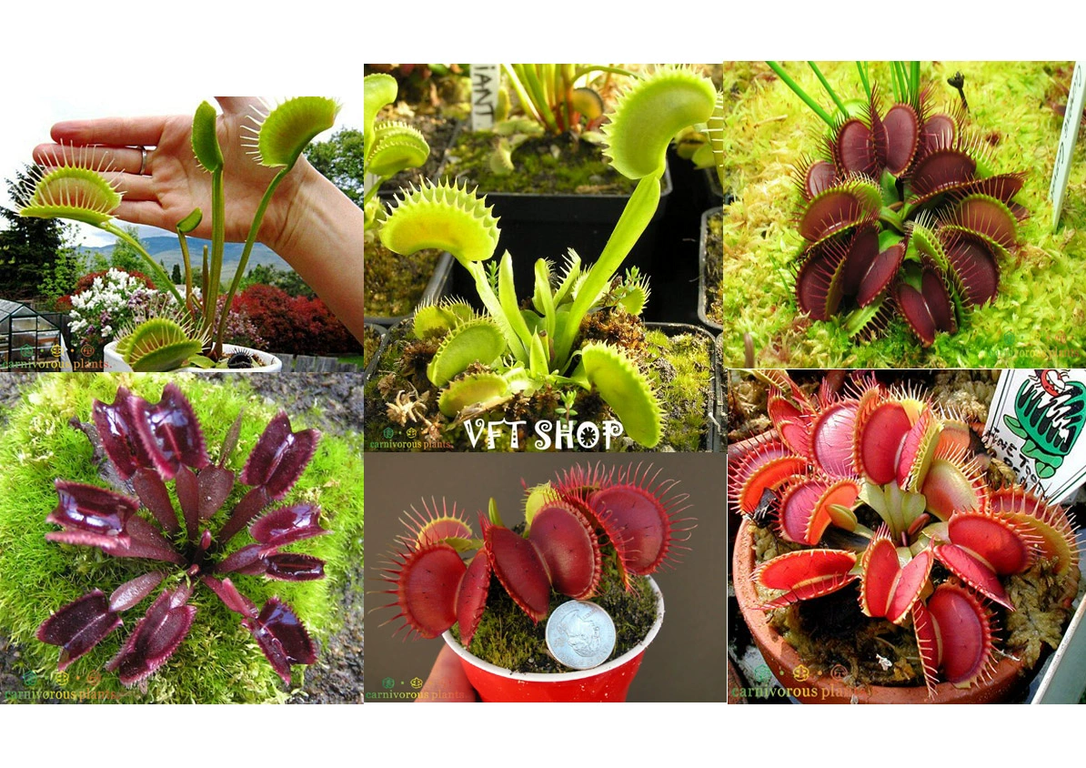 Насекомоядные растения-различные виды мухоловки