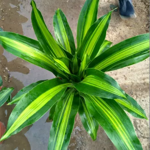 Пномпень Бразильское железное дерево горшечное дерево ароматный дракон кровяное дерево комнатное растение гостиная зеленая посадка цветов дерево также железо