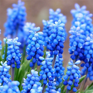 10 Imported Grape Hyacinth Seed Bulbs Soil Culture Hydroponic Potted Plants All Year Round Balcony Flower Lily Seeds Perennial