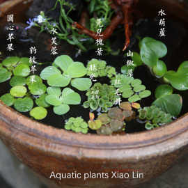 鱼缸浮萍水草生态瓶造景水族箱古法养鱼植物溪流花园乌龟水芙蓉