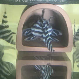 l046熊猫异形鱼十年老店南美异形热带鱼参考图片勿拍