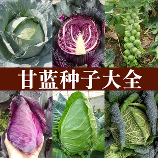 Spore Feather Purple Sun Flame Cow Heart Purple Cabbage Seeds Spring and Autumn Vegetable Seeds Balcony Potted Field Larvae