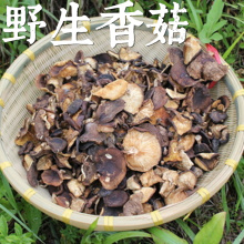 神农架野生香菇干货蘑菇菌香味浓郁虽丑却香煲汤下饭湖北农家山珍