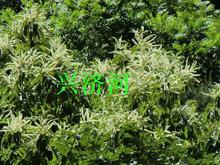 ?20�l���l ���ӻ����K  ��ò� �����K ��~ҹ�Ѭ��������Ӳ�