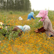 Ұѩ̥½ɽѩղҰջɽѪ