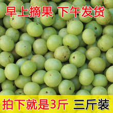 3斤新鲜油甘果青滇橄榄孕妇酸水果牛甘果余甘子油柑子余甘果