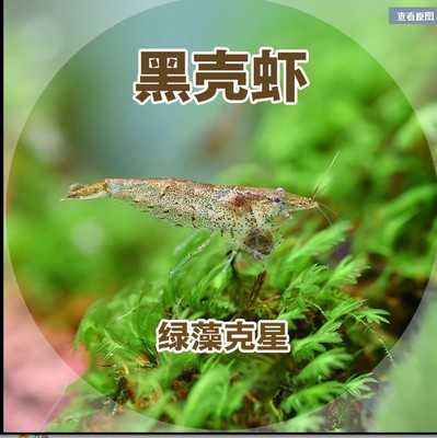 观赏虾 黑壳虾 樱花虾 宠物虾 自家繁殖  除藻虾
