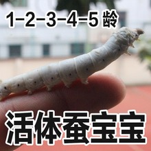 蚕宝宝学生养蚕活蚕新鲜桑叶鲜嫩蚕卵蛋大蚕小蚕1龄234天然七彩蚕