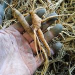 现挖东北吉林带土新鲜小人参苗残参残肢断枝整支带锈人参须