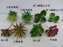 多款可选 多肉植物 盆栽组合插花 相框墙装饰绿植松针 宝石莲