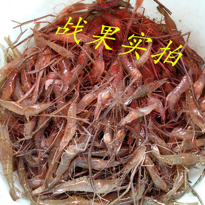 Captura de camarones, captura de langosta