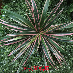 ֲ��������� �G�����Gֲ����ľG�}�~��˹�� �ݠ�����