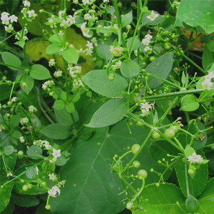 Ⱦ�����ӡȾ��ľȾֲ����Ⱦ�����ֹ���ȻȾ�ϾGɫ