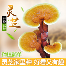 悦蘑菇娘灵芝菌包蘑菇菌包菌棒盆栽食用菌蘑菇种植包阳台赤灵芝