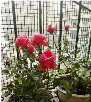 小孔硬塑铁丝网围栏养殖网养鸡网荷兰网钢丝防鼠网家用阳台防护网