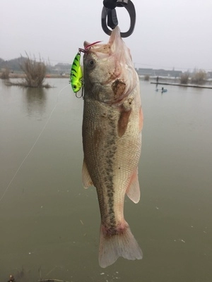 Люя костюм приманки, наживка, пресная и морская водоросль поддельная приманка жёсткая приманка, молния лягушка лошадиного рта семечки дольчатая блестящая мягкая приманка, дорожная приманка Минорo