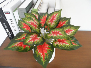 �¿�Gֲ �t�����^�~ 16������tɫ�~�� �b�����ֲ��͏d