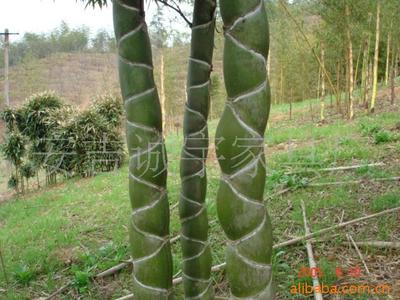 supply high quality Ornamental bamboo Improved variety