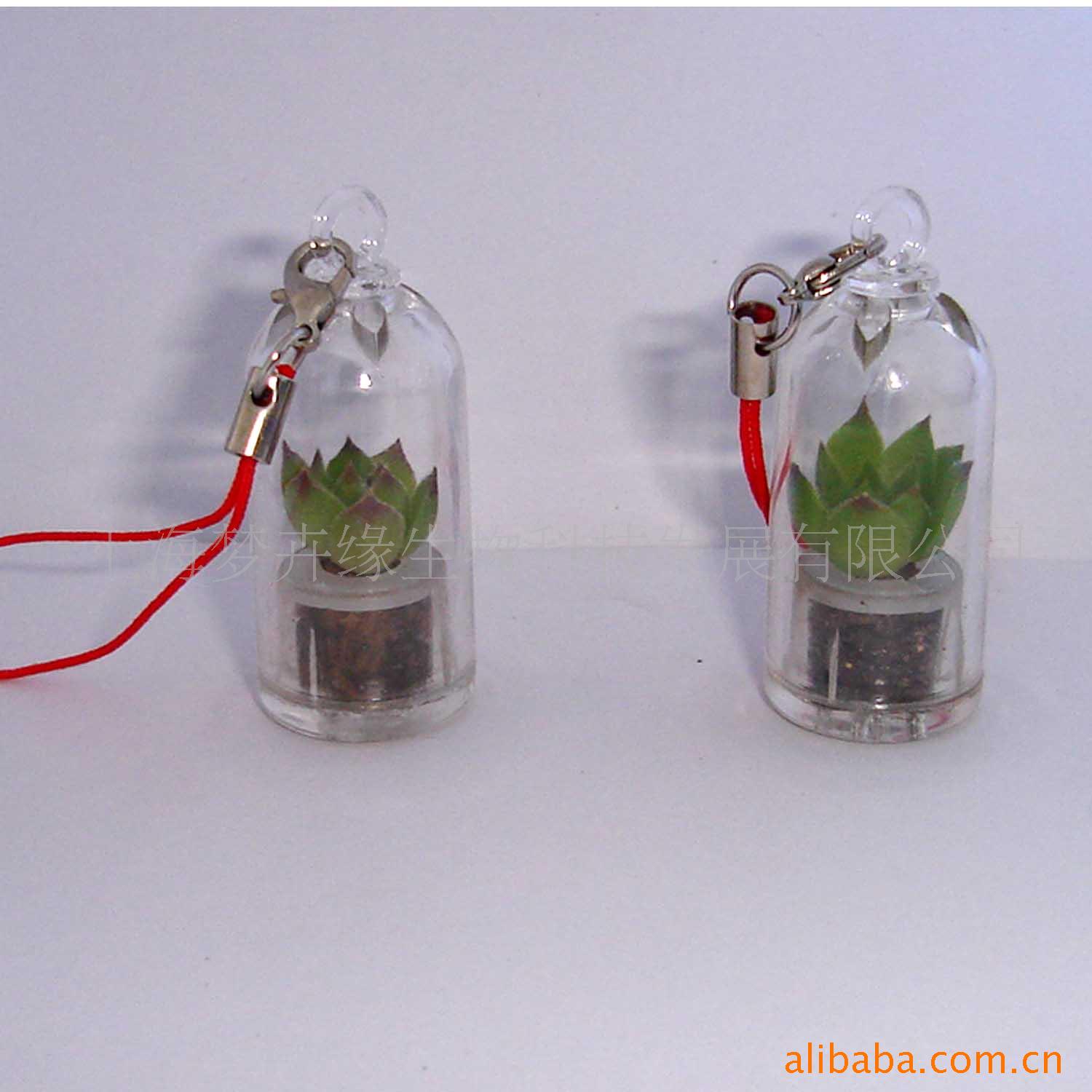 Succulent plants Small pendant mini plant , with plant Portable Farms/Pendant/Plants pendant