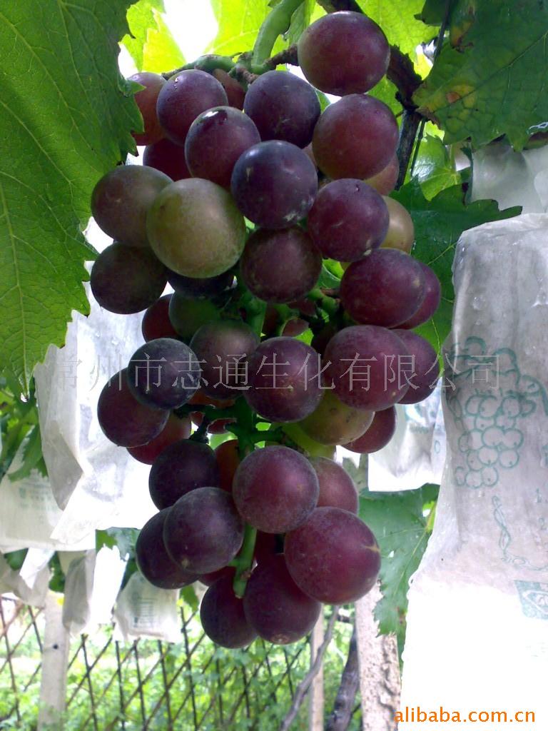 葡萄膨大剂 厂家批发膨大剂植物生长调节剂 生长剂调节剂