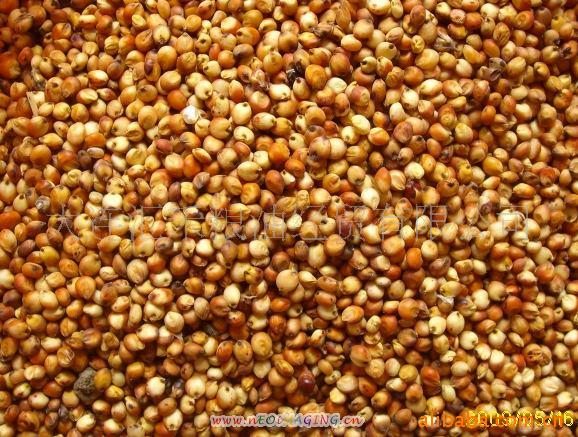 供应 高粱 辽宁产 酿酒 红高粱 高粱 糯高粱