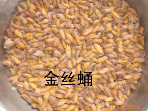 供应出口金丝蛹蚕蛹12000/吨