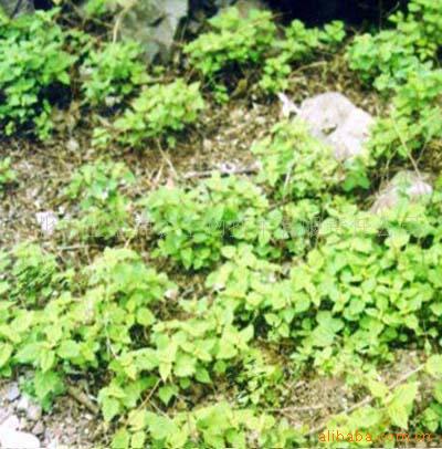 供出口级冬凌草提取物 FDA和欧盟出口标准植物补充剂