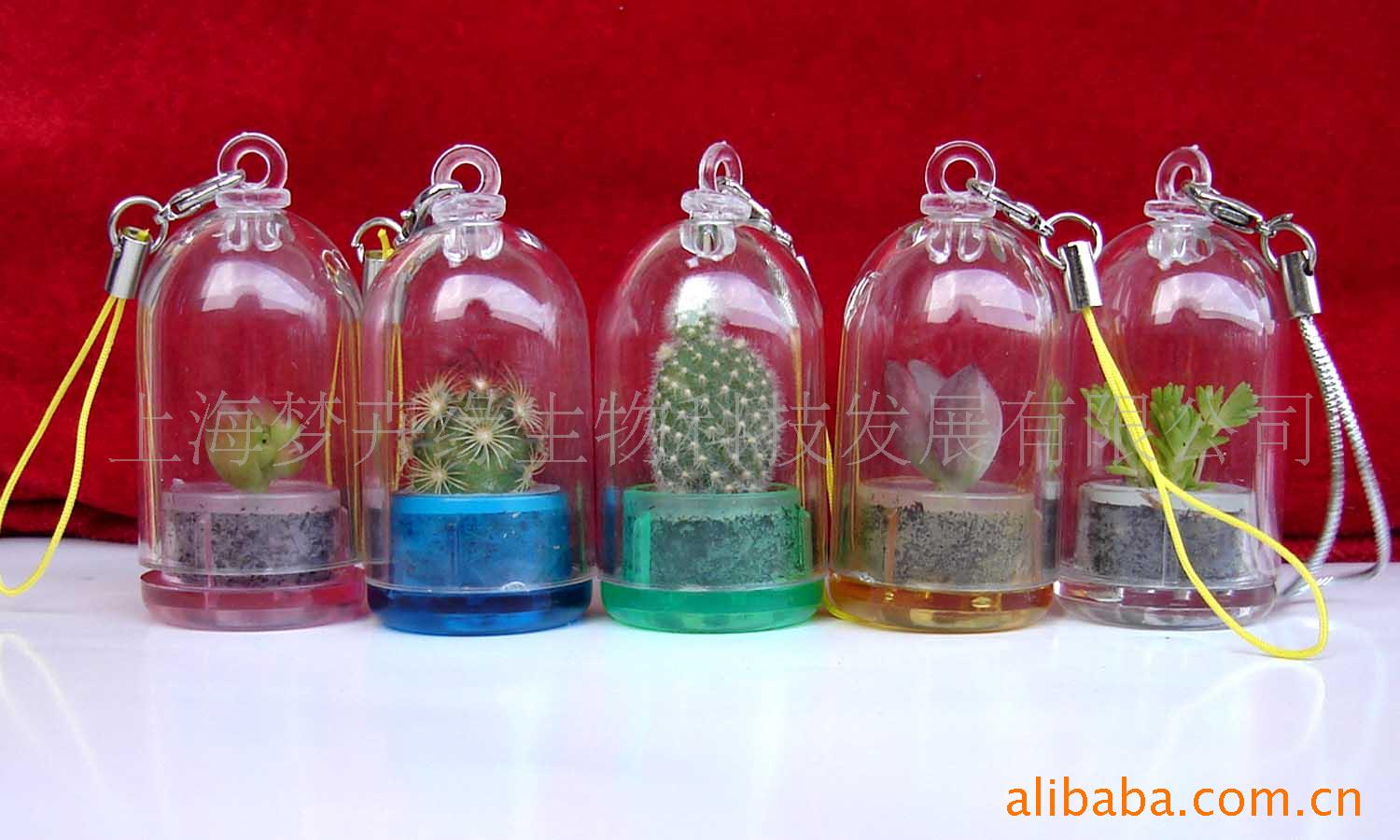 Angel Hanabusa/Succulent plants Pendant Canned flower/Tin flower/Magic egg magic beans/Test tube flowers