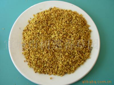 供应桂花 厂家直销 质量保障 量大从优