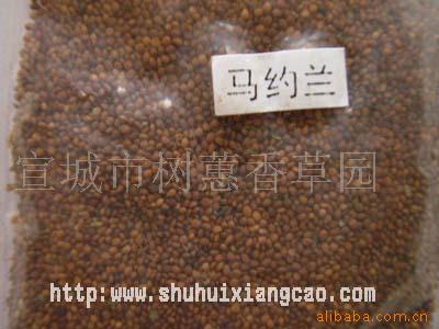 供应马约兰种子