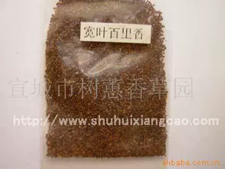 供应阔叶百里香种子