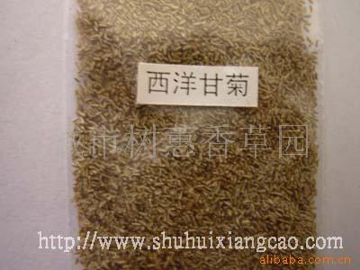 供应西洋甘菊种子