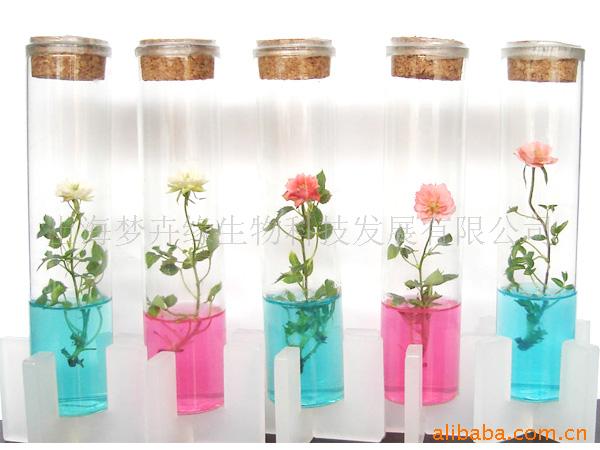 supply finger rose test tube flowers and plants