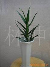 ����ˮ��ֲ�ľ���J�C