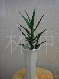 ����ˮ��ֲ�ľ���J�C