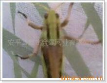 安平鑫宇丝网厂专业供应防虫网、编织安全网