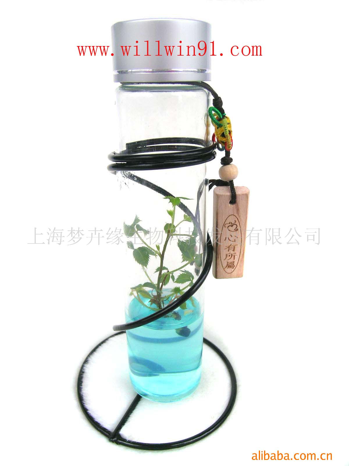 手指玫瑰试管花卉迷你植物微型植物微景观mini plant pet plant|ru