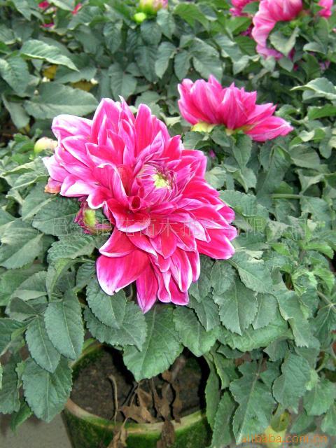 桔子树_桔子树供应商_桔子树批发市场